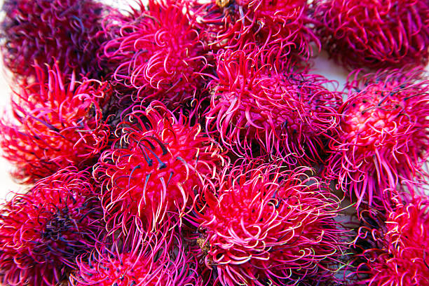 istock Rambutan, exotic fruit from Asia 2244851572