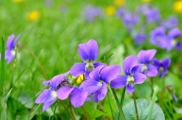 Plant of viola odorata flower gardening