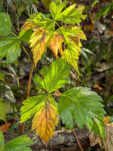 colors of autumn