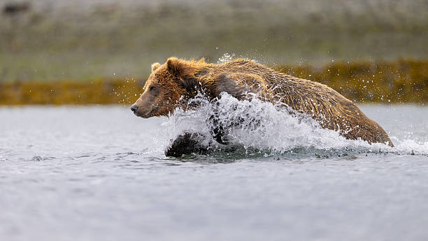 istock Brown bear leaping to catch a Salmon 2244854266