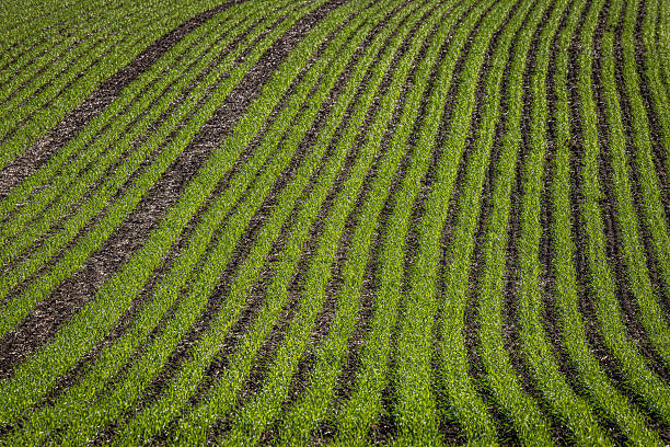 A full frame photograph of young crops growing in a field in Sussex