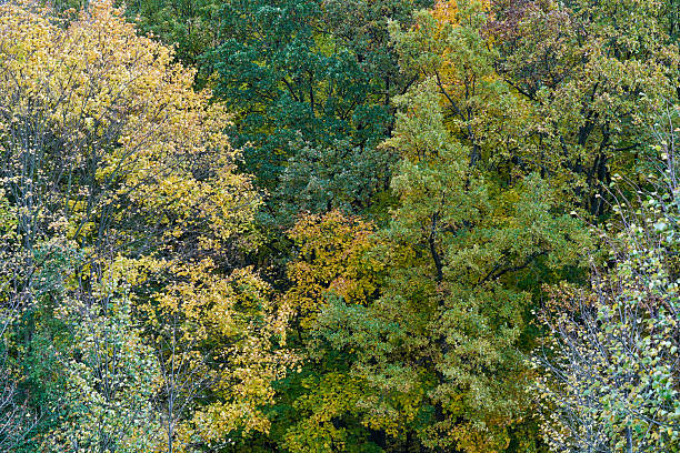 istock A dense, deciduous forest on a sunny day in autumn 2244855594