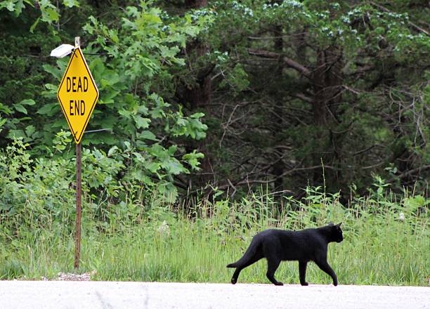 istock Cat, Sign, and the Importance of Knowing How to Read 2244857281