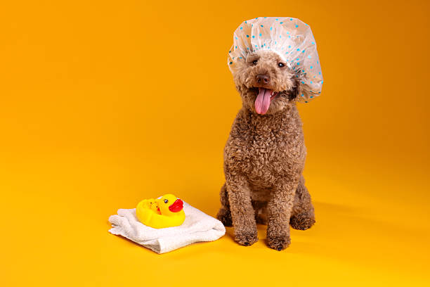 istock Cute dog with shower cap, towel and bath ducks on orange background 2244861271