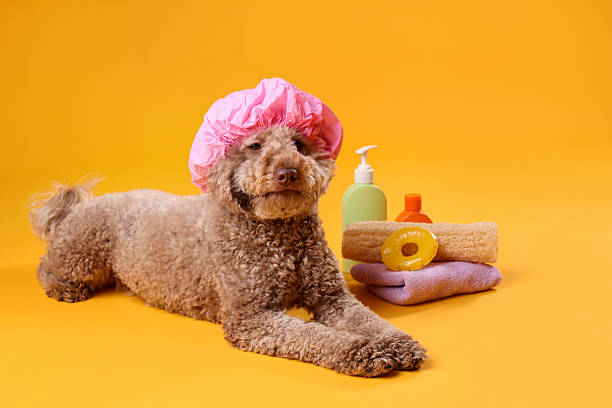 istock Cute dog with shower cap and other bath accessories on orange background 2244861291