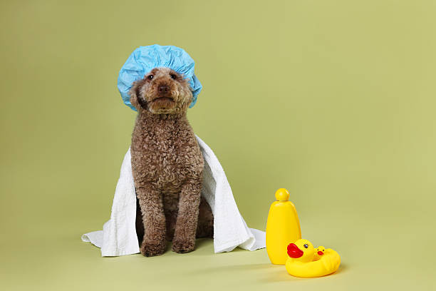 istock Cute dog with shower cap and other bath accessories on pale olive background 2244861317