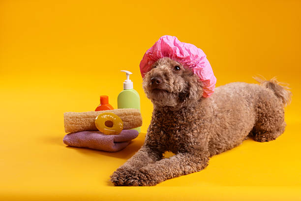 istock Cute dog with shower cap and other bath accessories on orange background 2244861318