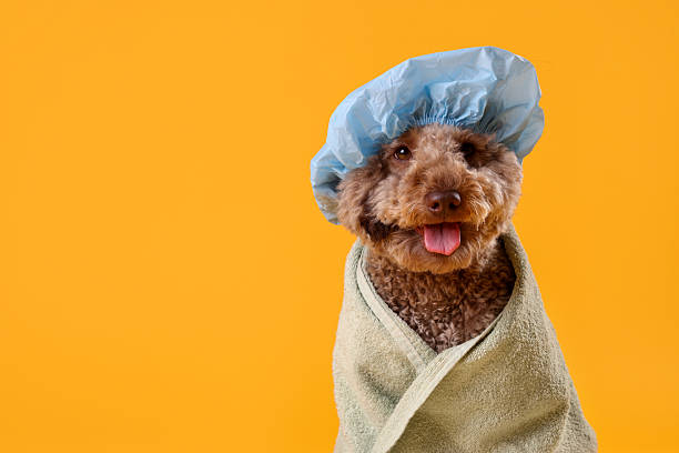 istock Cute dog with shower cap and towel on orange background, space for text 2244861362