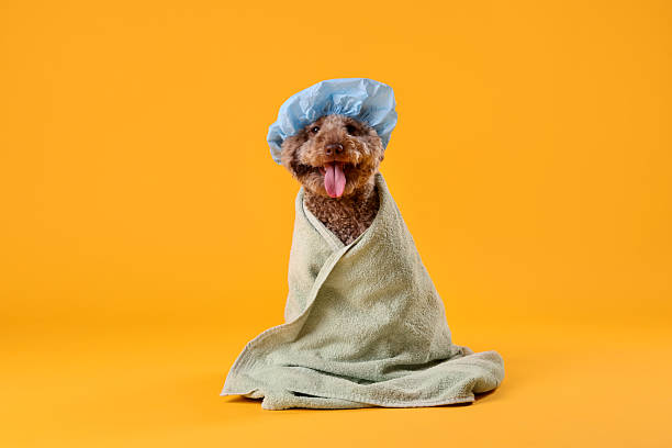 istock Cute dog with shower cap and towel on orange background 2244861378