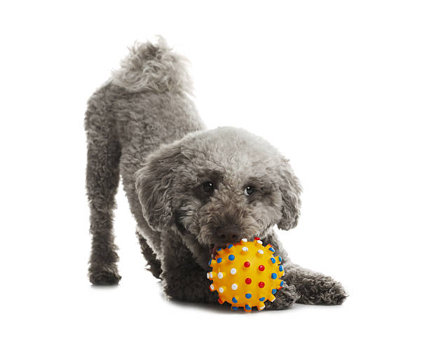 istock Cute dog playing with toy on white background. Adorable pet 2244862072