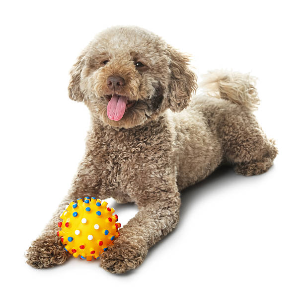 istock Cute dog with toy on white background. Adorable pet 2244862076