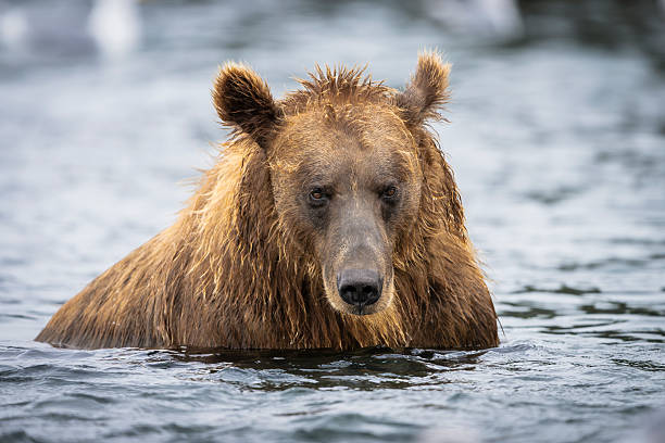 istock Grizzly bear stare down 2244864240