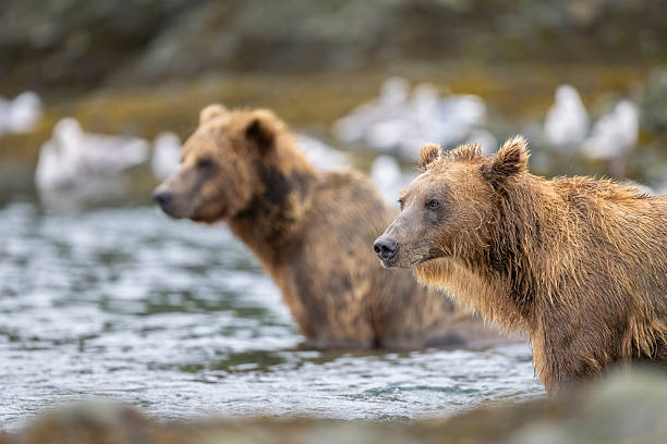 istock Two young male brown bears looking for Salmon 2244864241