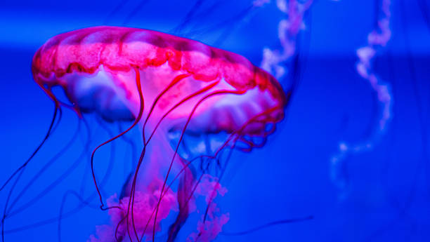 istock bangkok indoor aquarium famous creatures deep water closeup colours 2244865106