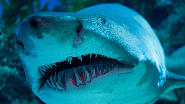 istock bangkok indoor aquarium famous creatures deep water closeup colours 2244865120