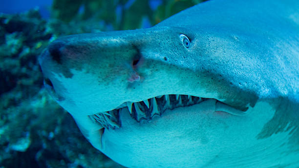 istock bangkok indoor aquarium famous creatures deep water closeup colours 2244865122