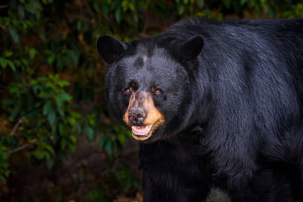istock Portrait of American black bear 2244866050