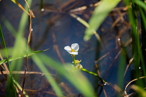 Broadleaf arrowhead (bagittaria latifolia) flowers in a marsh in Ontario, Canada.