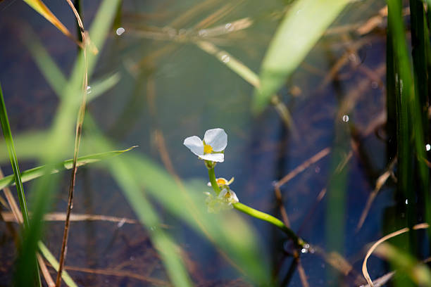 Broadleaf arrowhead (bagittaria latifolia) flowers in a marsh in Ontario, Canada.