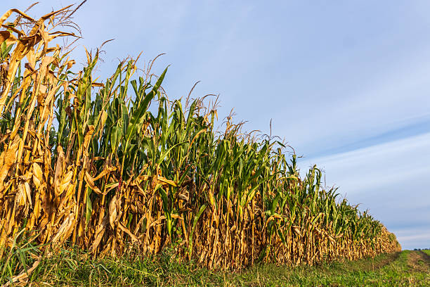 istock Corn field in late summer showing ripe plants ready for harvest under a blue sky 2244866716