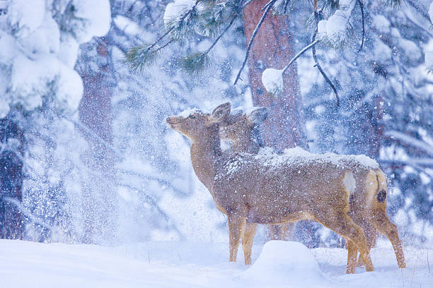Two female mule deer  covered in snow standing in a ponderosa pine tree forest in a heavy mountain snowstorm on a cold blue winter morning in the Wet Mountains, Colorado, USA.