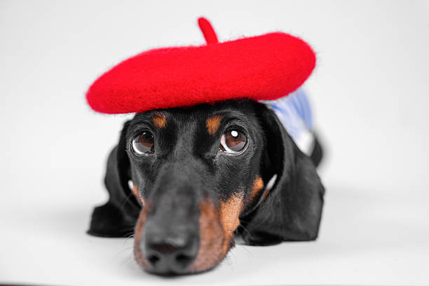istock Adorable dachshund wearing french beret 2244868018