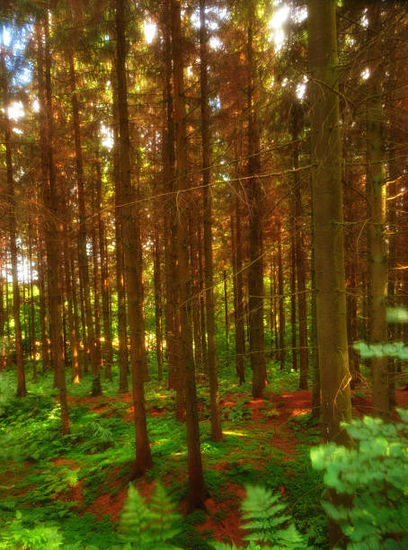 The scene depicts a serene coniferous forest illuminated by golden sunlight. The tall trunks of the trees extend toward the sky, surrounded by lush greenery and ferns covering the forest floor.