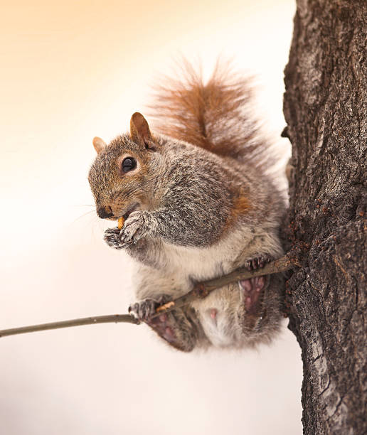A gray squirrel with scientific name Sciurus carolinensis is perched on a tree branch, enjoying a small nut. The warm tones of the background and the cool textures of the tree contrast beautifully.