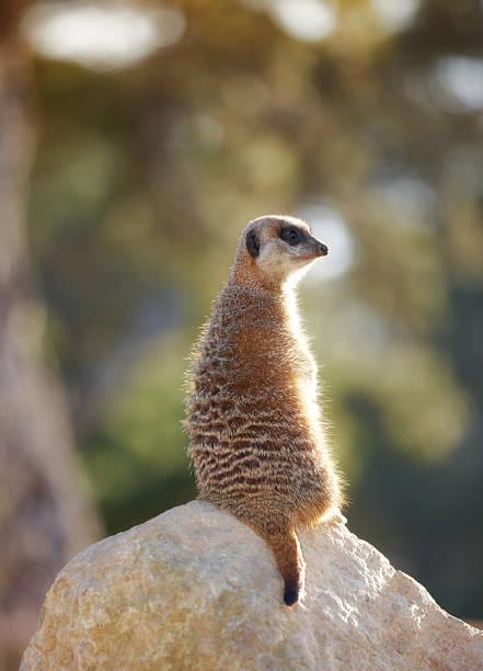 istock African Meerkat at sunset 2244868036