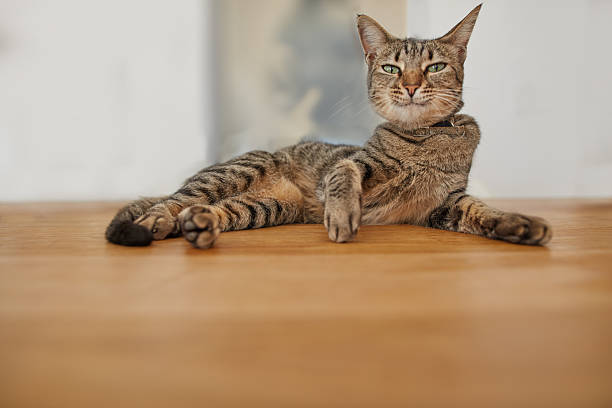 Here we see one cute Kitten lying in a funny position with legs apart.  On a hot Summers day, this is a relaxed cool position to beat the heat wave.  Image taken in Ko Lanta, Thailand.