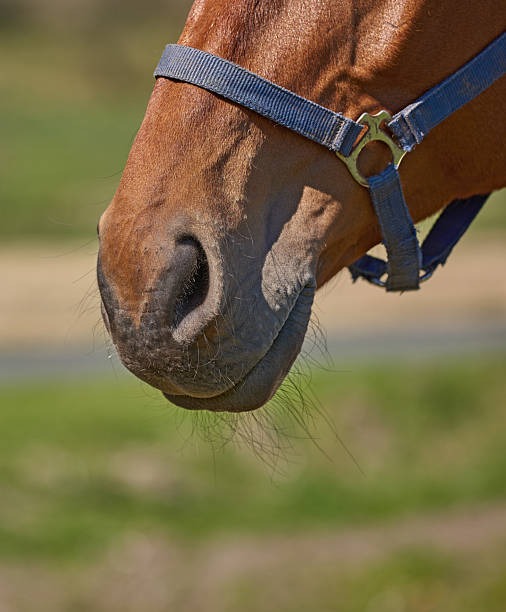Detailed view of a horse's nose and mouth, captured beautifully in natural light. The elegant texture of the fur and soft shadows highlight the serenity and beauty of this noble animal.