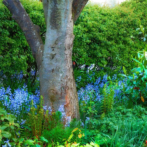 An enchanting view of a spring garden features a prominent tree trunk surrounded by vibrant bluebells (Hyacinthoides non-scripta), tender ferns, and flourishing shrubs, evoking the essence of natural beauty and renewal.