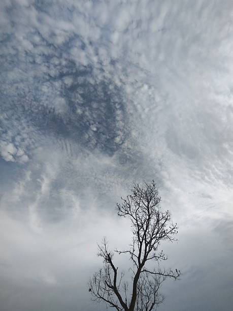 A solitary, leafless tree silhouetted against a vast, dramatic sky dominated by swirling cirrus clouds and shades of pale blue and white. Captures a moody, minimalist sense of winter or late autumn