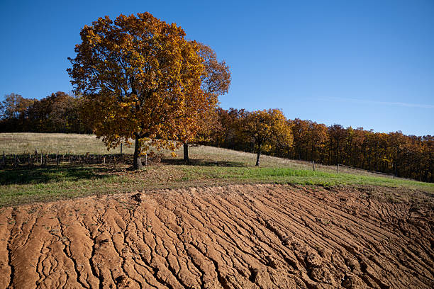 A freshly plowed field stretches across the foreground, with golden-leaved trees and a grassy hillside behind it. The deep furrows in the soil contrast with the smooth sky and vibrant autumn colors. The scene reflects seasonal change, agriculture, and natural beauty.