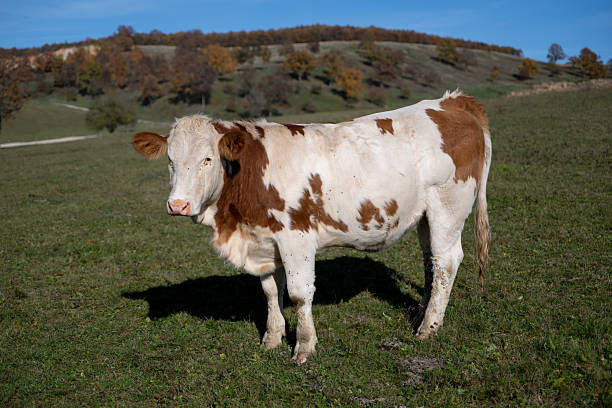 One Ayrshire cow standing in a field on a bright springtime afternoon in Scotland