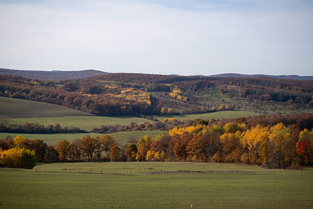 A wide rural landscape features a grove of birch trees with bright yellow leaves surrounded by open fields and gently rolling hills. The distant forested ridges and blue sky create a sense of depth and tranquility. The scene captures the essence of fall in the countryside.