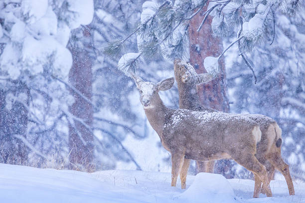 Two mule deer doe standing in the snow in a ponderosa pine forest in a very early heavy snowstorm on a cold blue winter morning in the Wet Mountains at 9,000 feet in elevation. One attentive doe covered in snow looking towards the camera, the other doe reaching up for a mouthful of pine needles which they eat in the winter. Colorado, USA.
