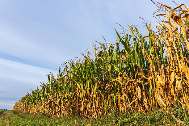 istock Tall cornfield stands under a clear sky during late summer, showcasing ripening corn ready for harvest 2244869444