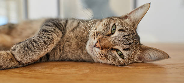 istock Charming tabby cat reclining on a wooden surface, gazing serenely 2244872852