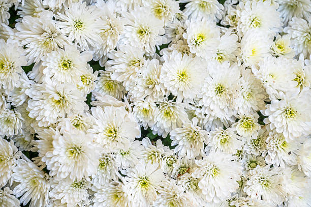istock White chrysanthemums in a bouquet, selective focus. 2244874340