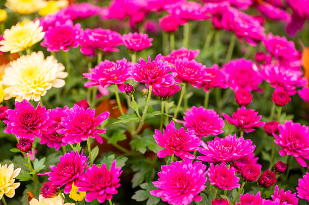 istock Pink chrysanthemums in a bouquet, selective focus. 2244874731