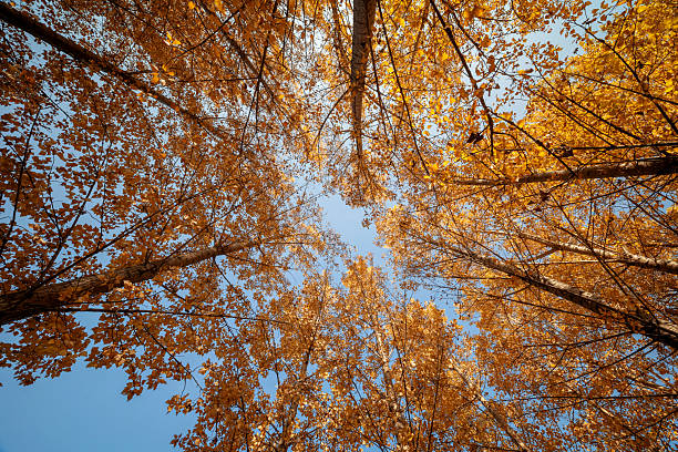 Autumn leaves turning red on the trees