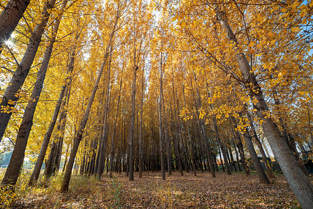 Autumn leaves turning red on the trees