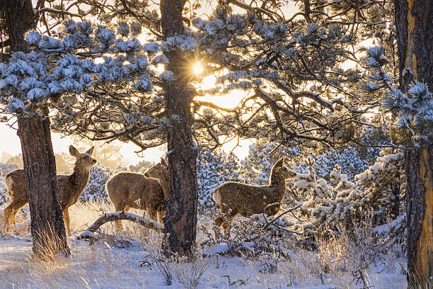 Two mule deer doe and one fawn in the snow covered forest and falling snow in the golden rays of the morning winter light.