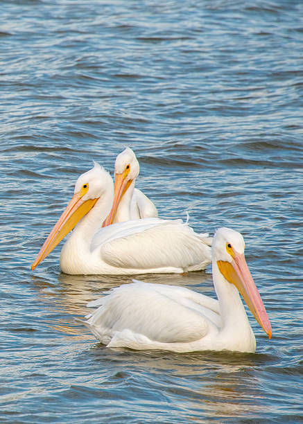 istock American White Pelicans floating on the water 2244877837