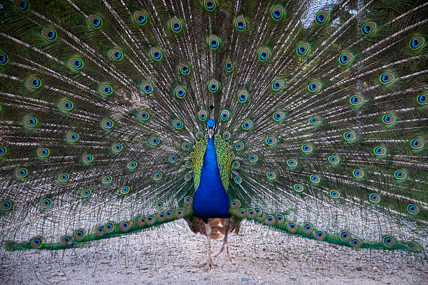 istock Front view photo of a peacock with fully spread tail 2244879337