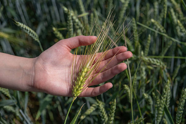 istock Child's hand holding a small green wheat stalk 2244879344