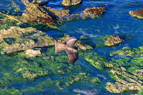 Kestrel bird of prey flying hovering