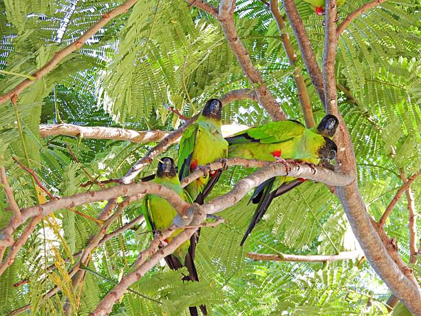 istock Nanday Parakeets (Aratinga nenday) - perched in a Royal Poinciana tree 2244882427