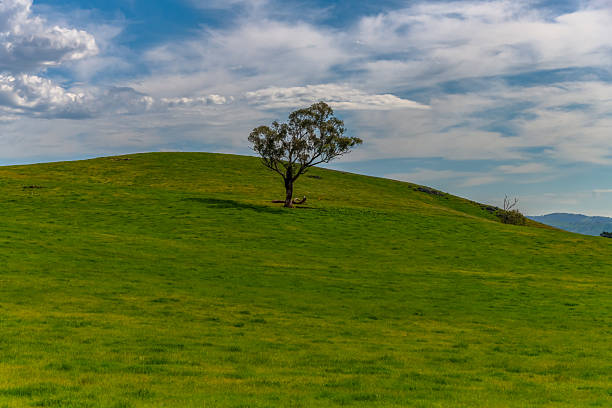 A Serene Spring Scene. - Clouds and Green Fields in the Riverina, NSW, Australia